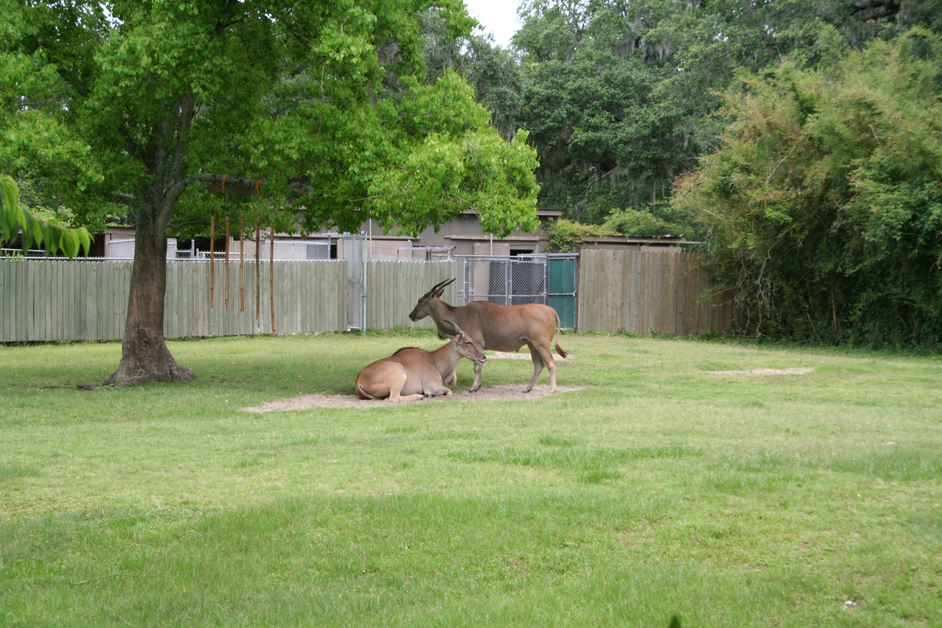 Elenantilopen/Common Eland